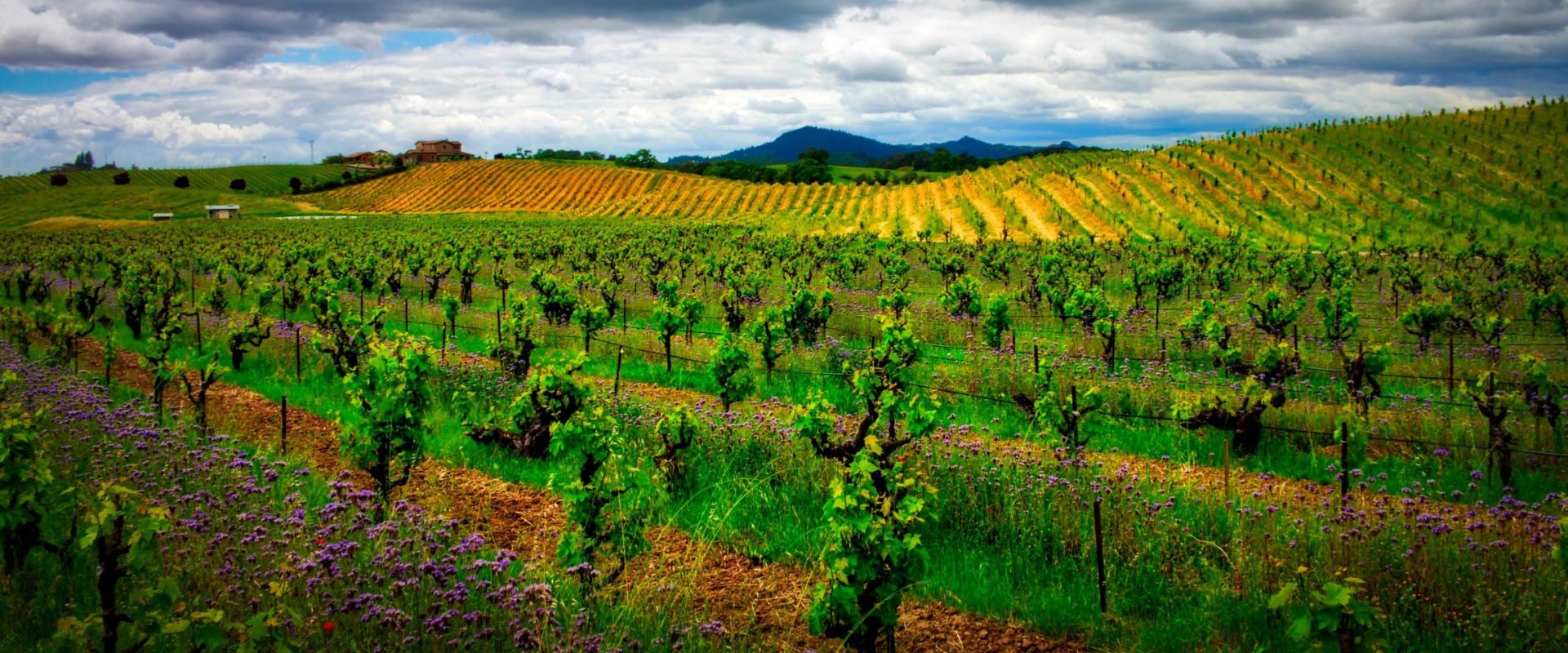 How many wineries should you visit in a day napa?