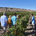Exploring Vineyards: What to Expect on Your First Wine Tour