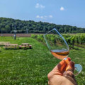 Wine Tours vs. Self-Guided Tastings: Which Experience Is Better?