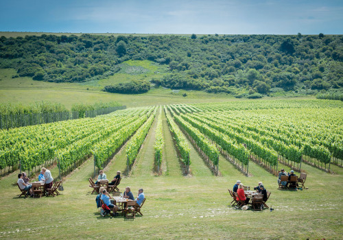 Moving Near Vineyards? Top Reasons to Book a Wine Tour First