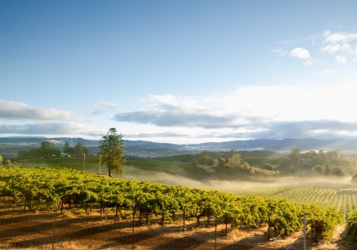 Vineyard Views Without Vehicle Blues: Car Care Tips For Santa Rosa Wine Tours