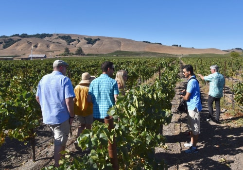 Exploring Vineyards: What to Expect on Your First Wine Tour
